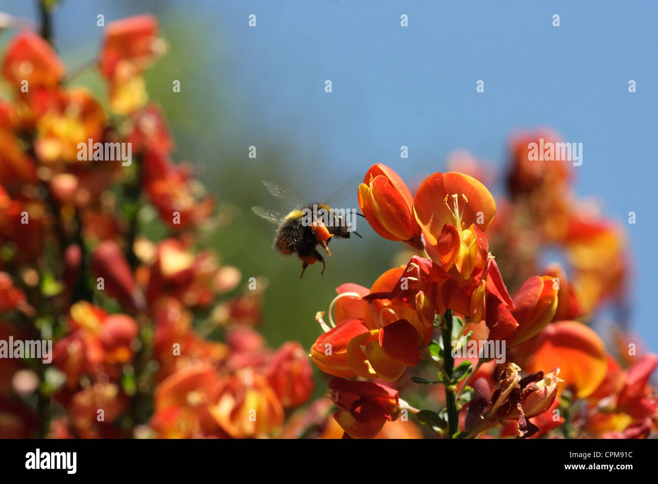 Bee in flight collecting Pollen Stock Photo