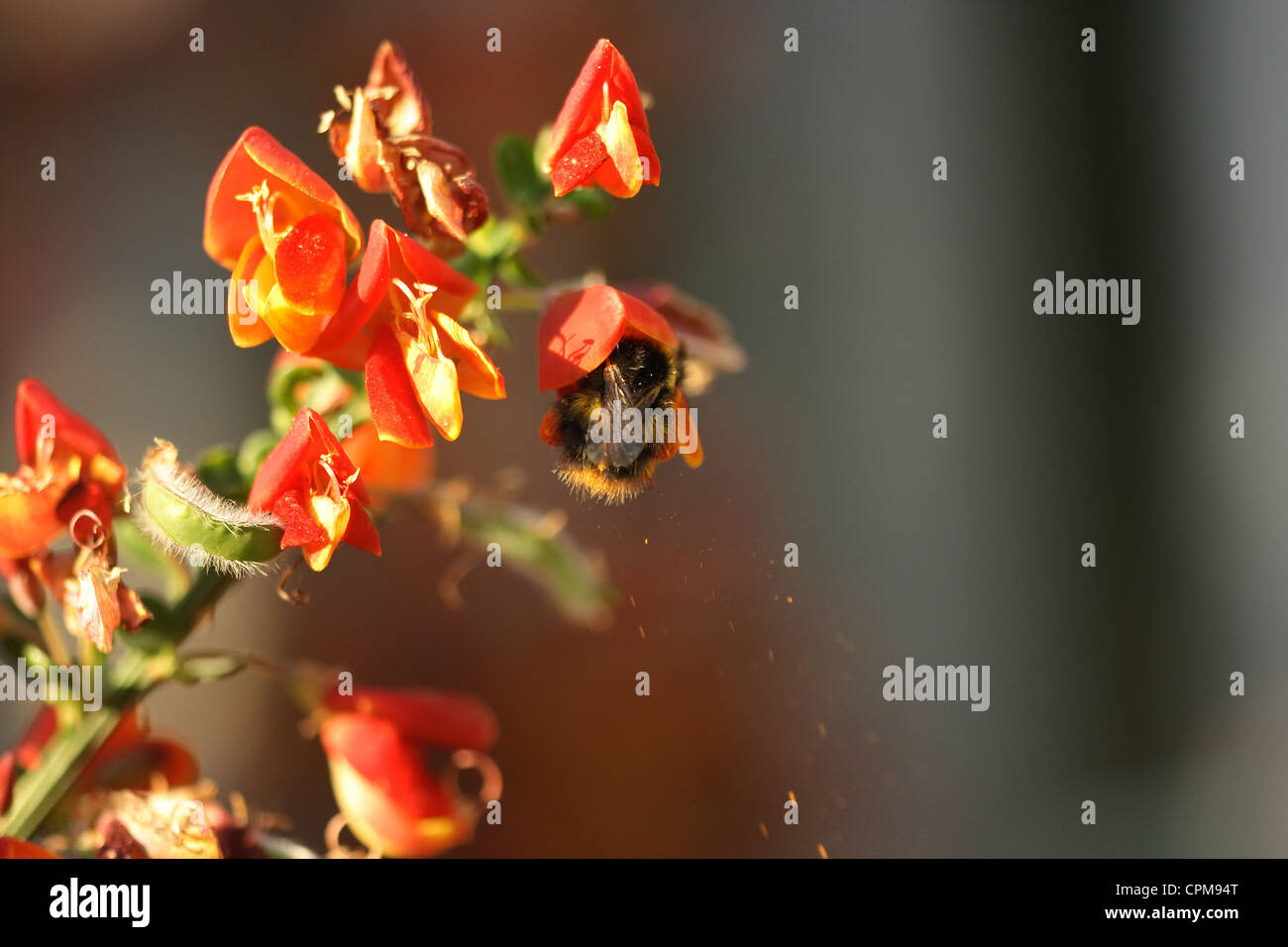 Bee collecting Pollen Stock Photo Alamy