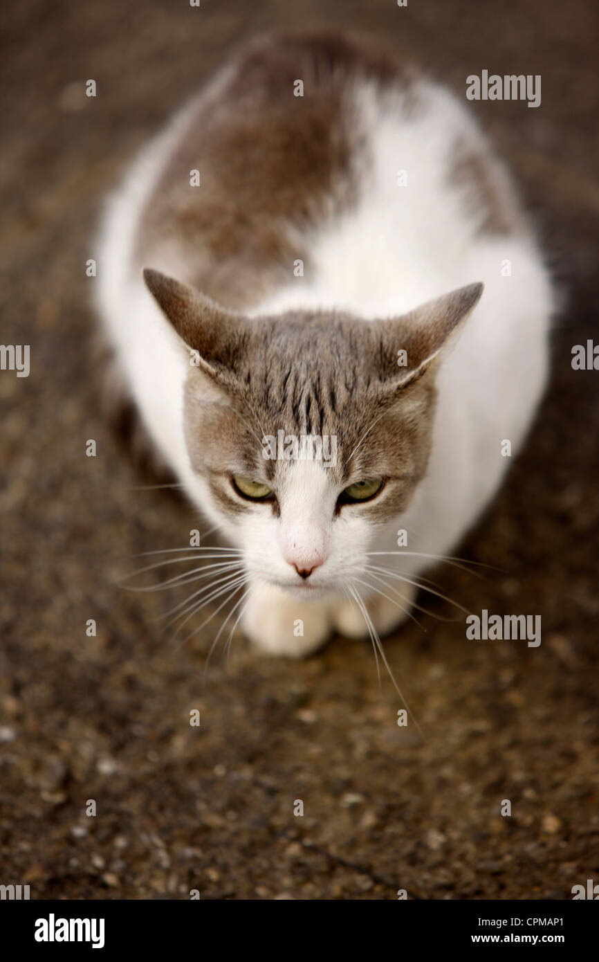 1 cat hi-res stock photography and images - Alamy