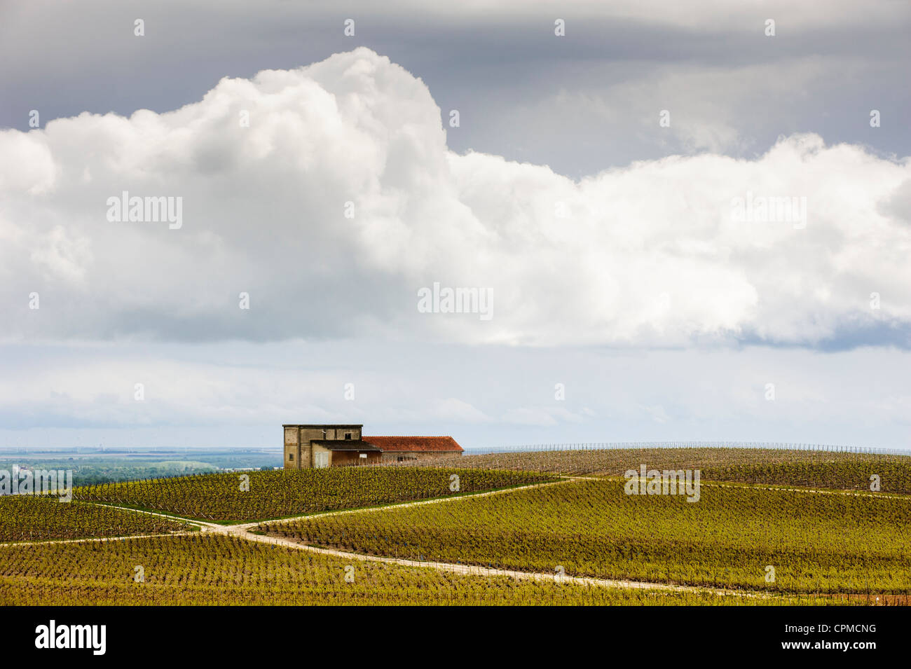 Vineyard near Ambonnay, Marne, Champagne Ardennes region, France Stock Photo