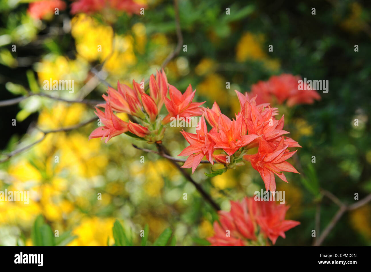 Pink Azalea Rhododendron cultivar Uk Stock Photo