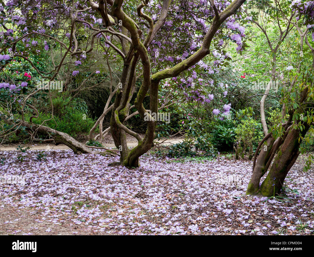 Lilac Rhododendrons in Exbury gardens, Hampshire. UK Stock Photo