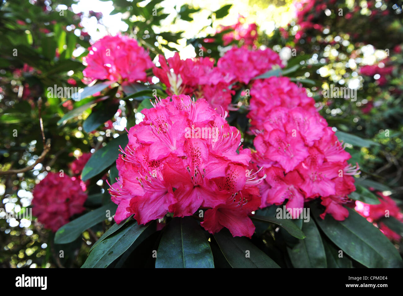 Pink Rhododendrum Pink rhododendron Uk Stock Photo - Alamy