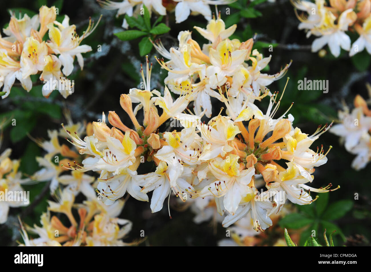 White & Yellow Azalea Rhododendron cultivar Uk Stock Photo