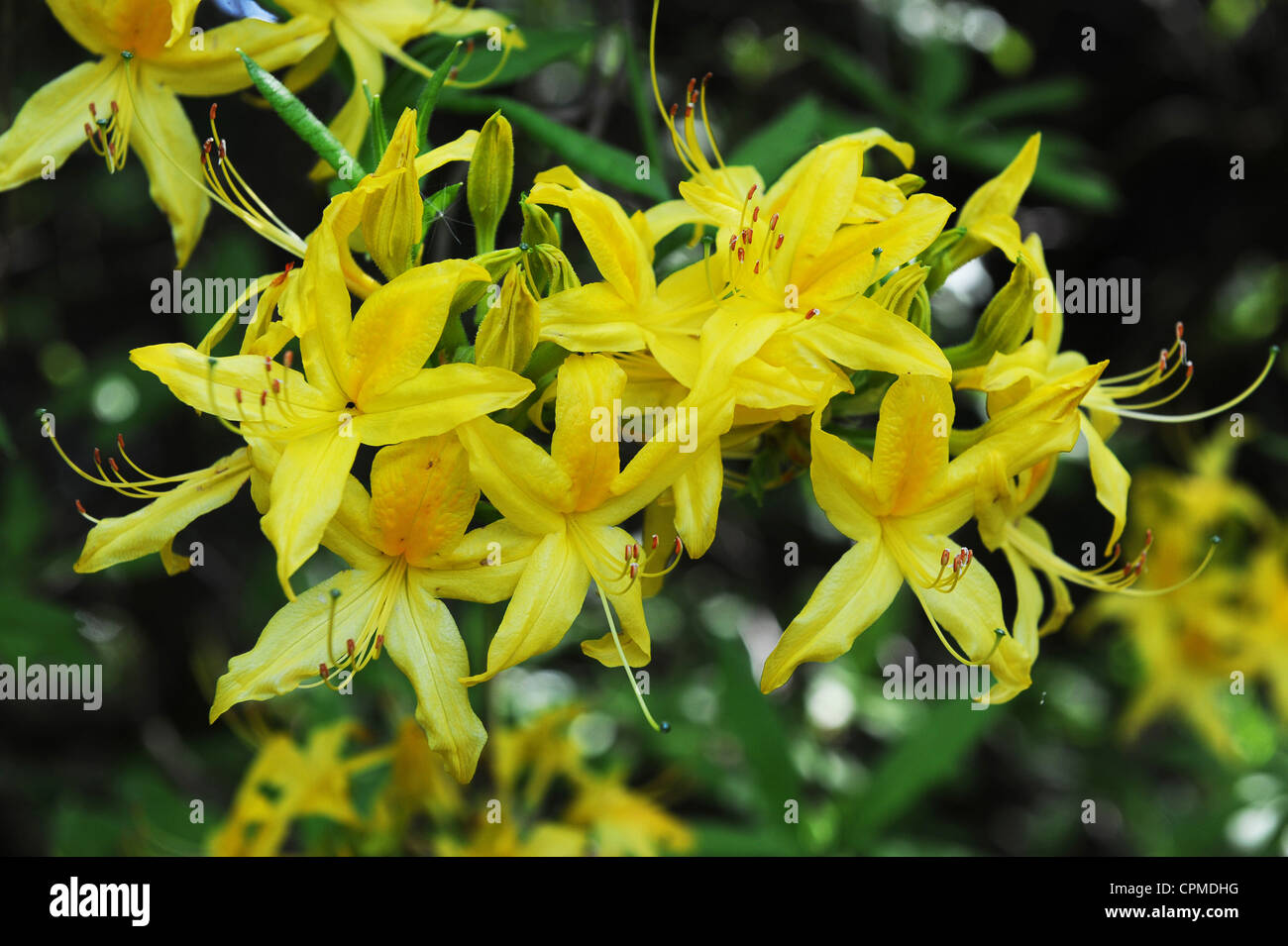 Yellow Azalea Rhododendron cultivar Uk Stock Photo