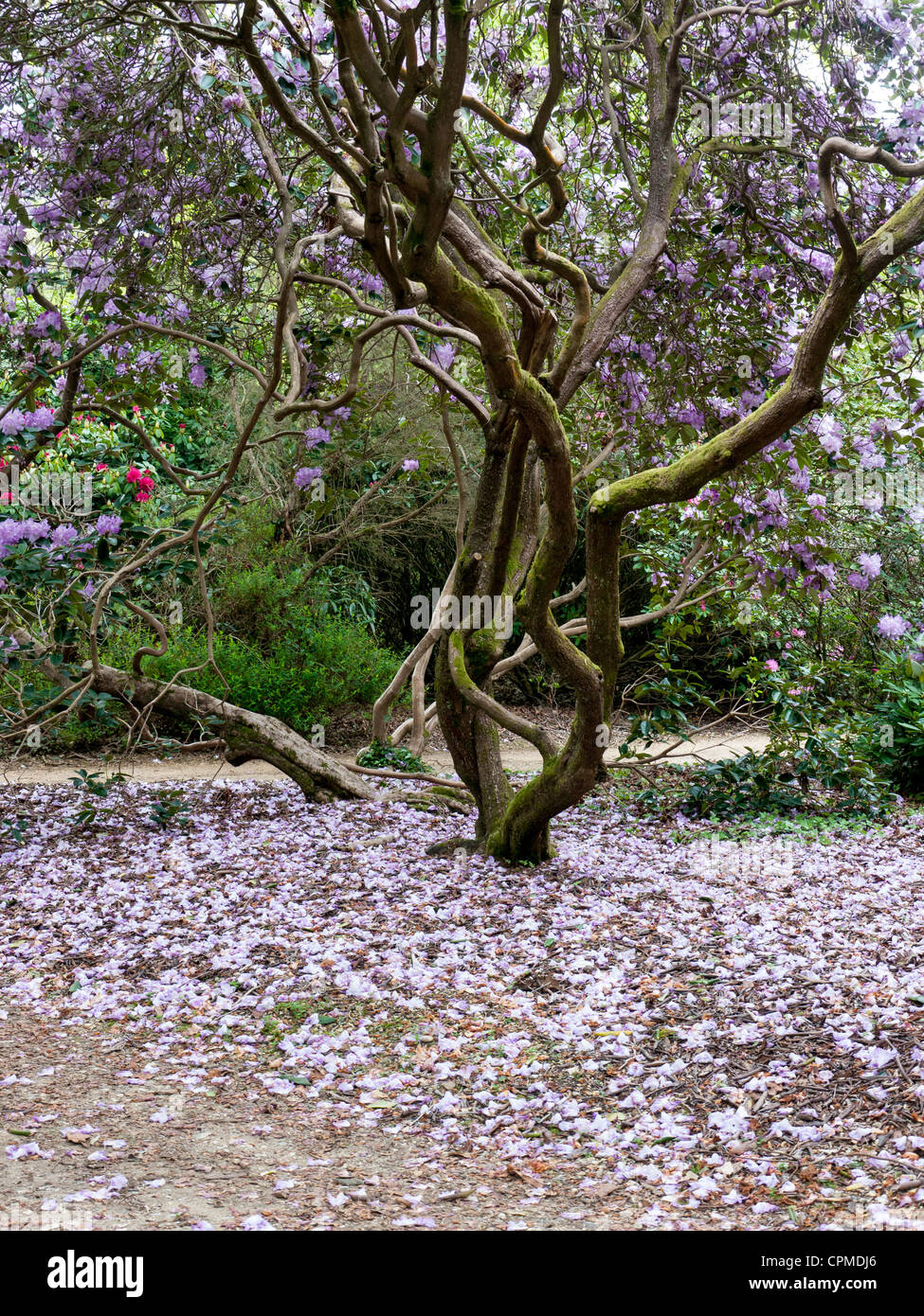Woodland trees ferns rhododendrons hi-res stock photography and images ...