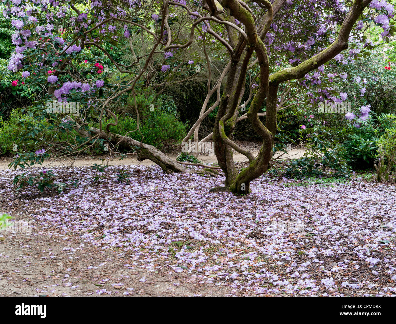 Woodland trees ferns rhododendrons hi-res stock photography and images ...