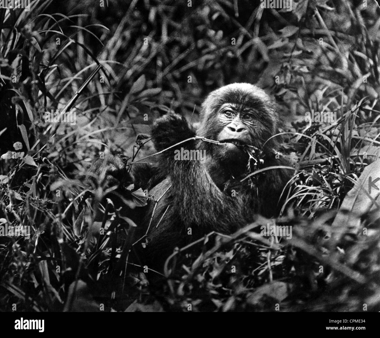 Gorilla, 1932 Stock Photo