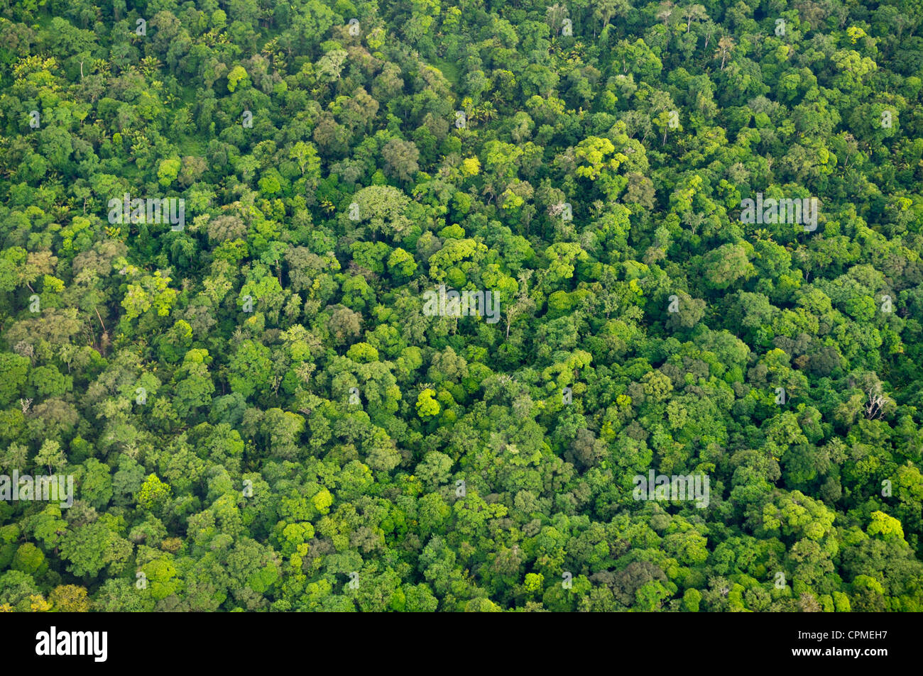 Tropical rainforest canopy from the air, Tortuguero National Park, Costa Rica Stock Photo