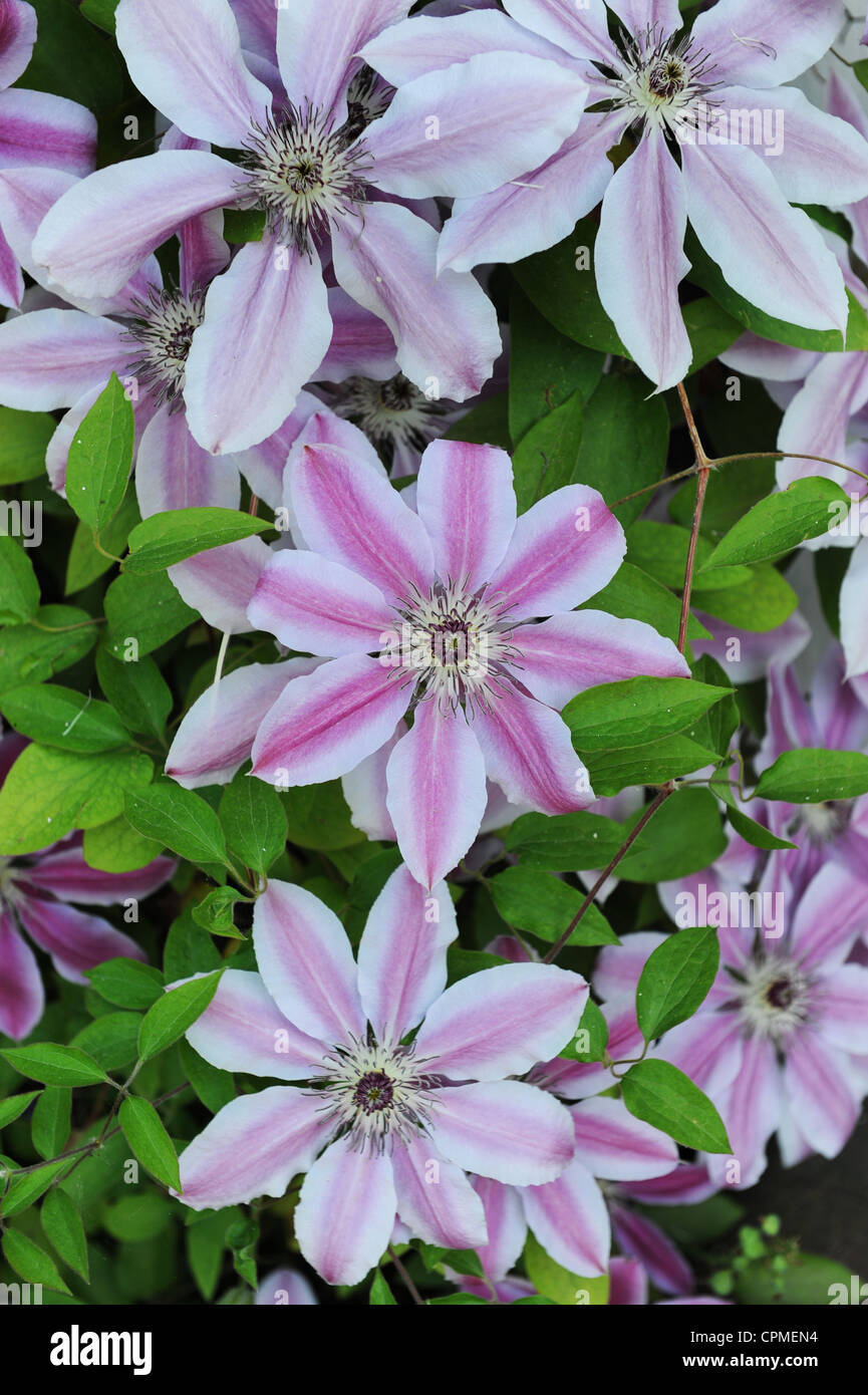 clematis 'Nelly Moser' Stock Photo