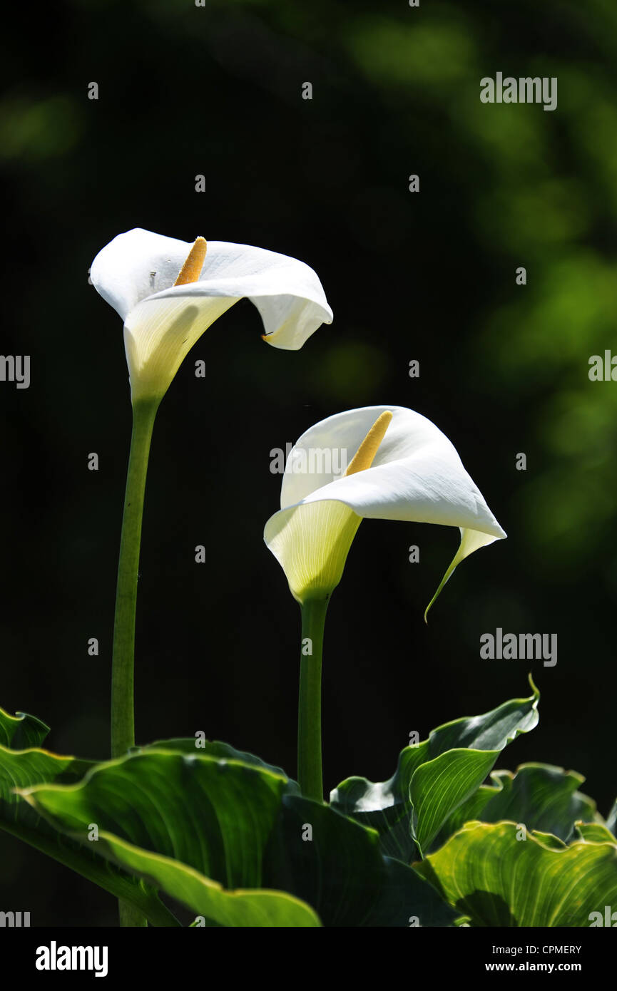 Arum lily hires stock photography and images Alamy