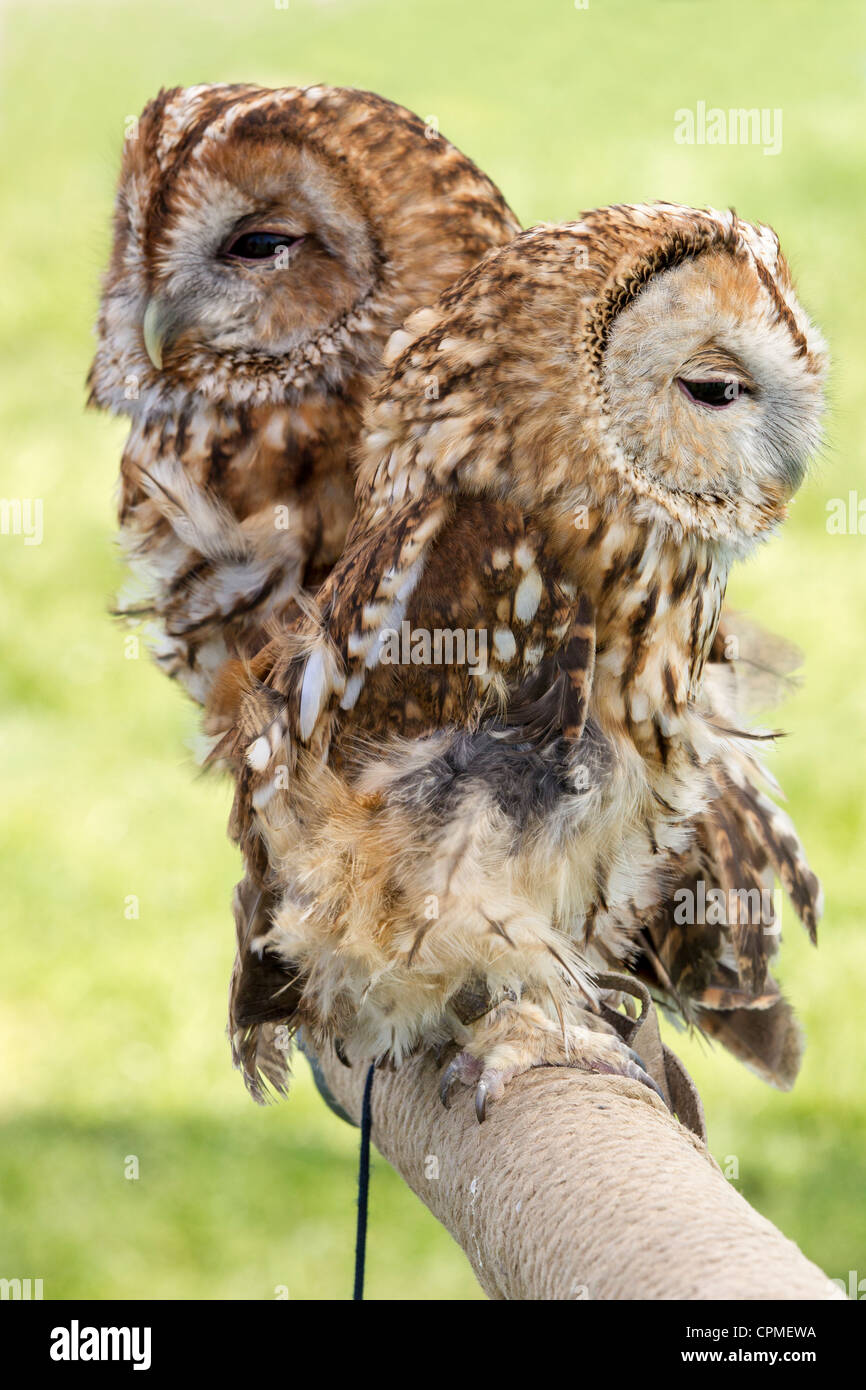 Tawny Owl. Strix aluco (Strigidae) Stock Photo