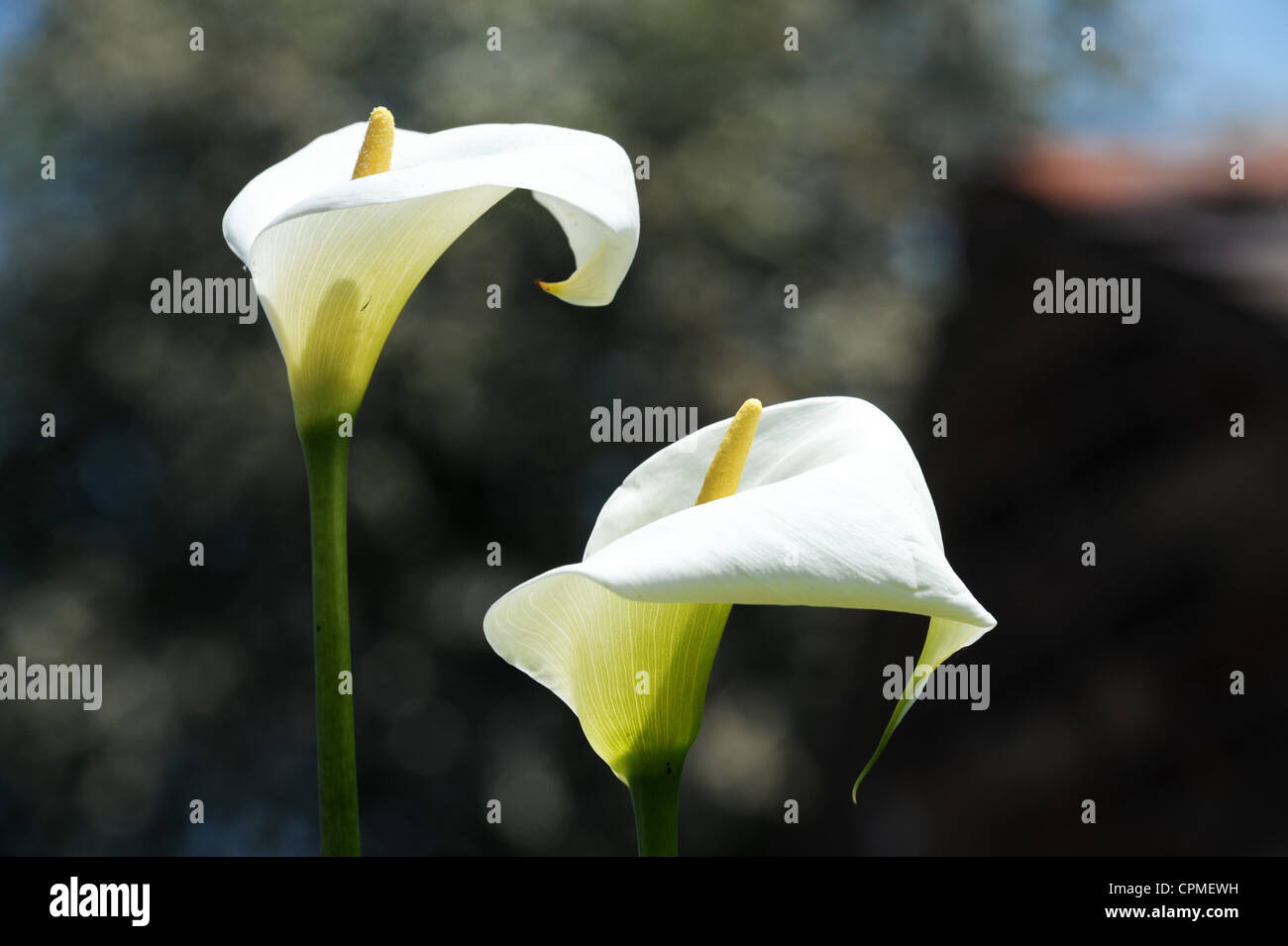 Arum lily hires stock photography and images Alamy