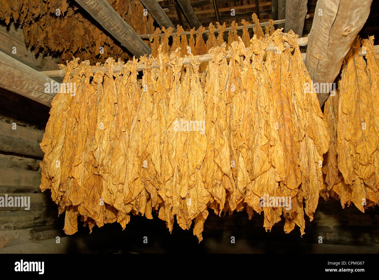 hanging tobacco leaves Tobacco leaves hanging to dry in a barn Stock Photo