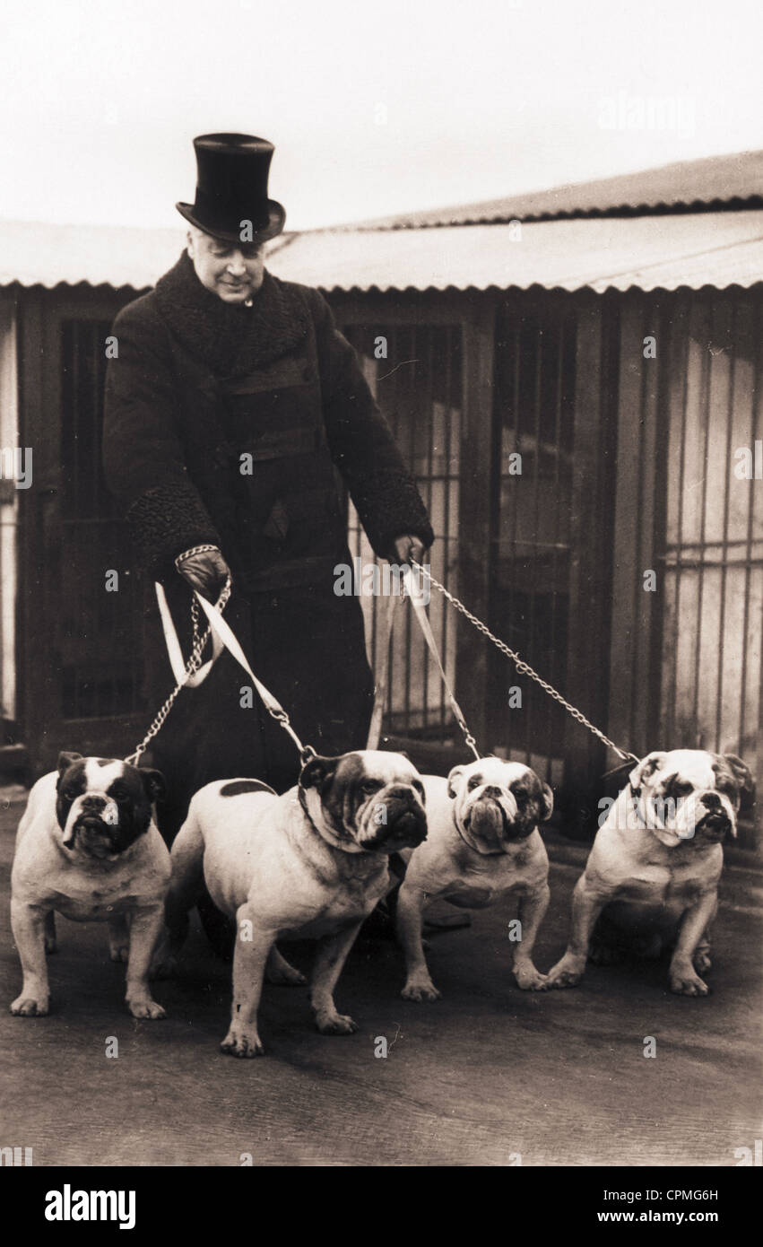 British Lord Walking Four Prize Bulldogs Stock Photo