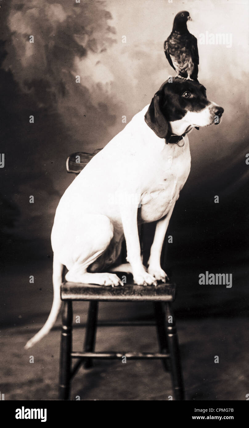 Pigeon Standing on a Dog's Head Stock Photo
