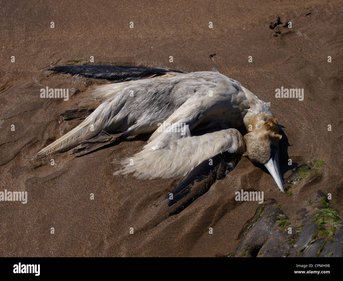 Dead Gannet washed up on a beach, UK Stock Photo
