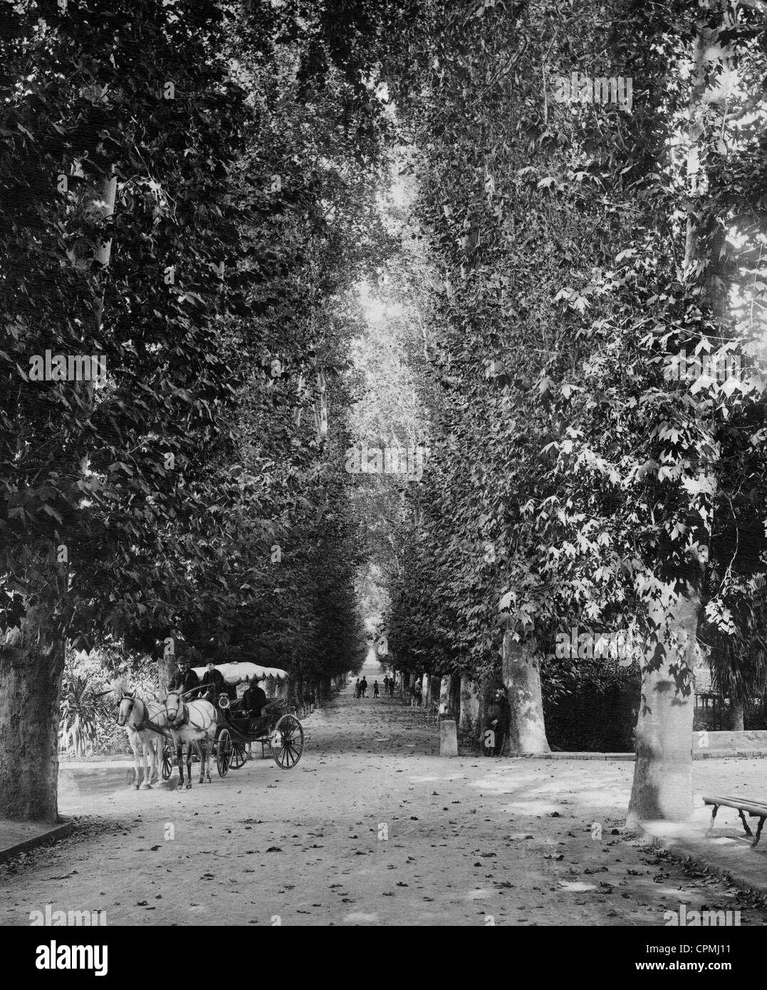 Avenue in Algiers, 1905 Stock Photo