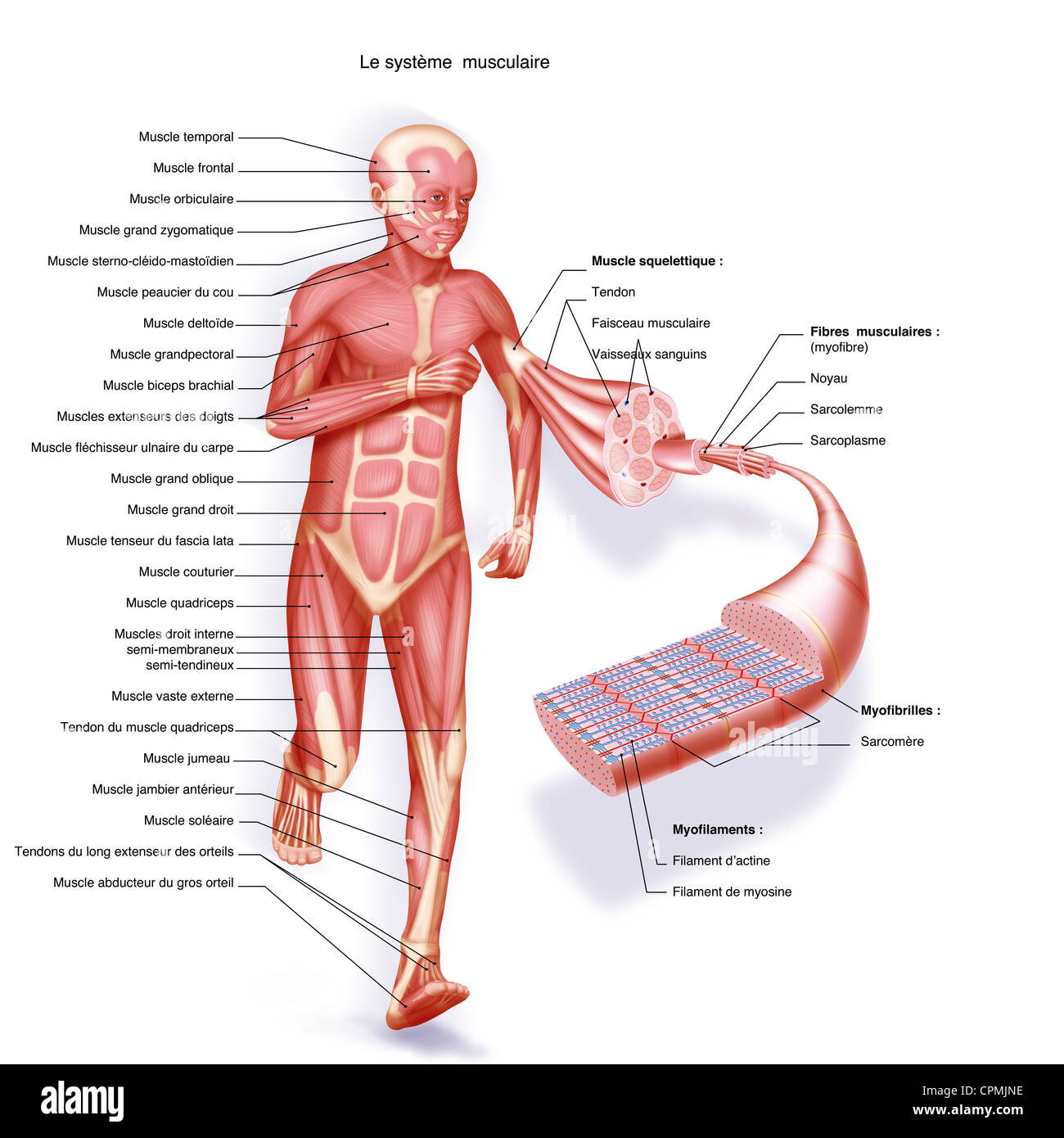 Muscle Fiber High Resolution Stock Photography And Images Alamy