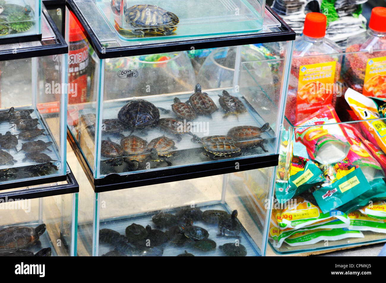 Pet turtles hires stock photography and images Alamy