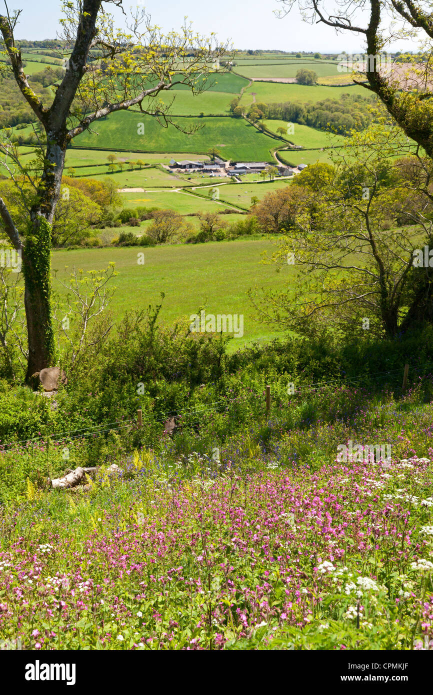 Musbury devon hires stock photography and images Alamy