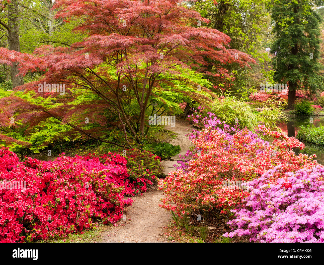 Japanese Acer, Azaleas and Rhododendrons in Exbury gardens, Hampshire. UK Stock Photo