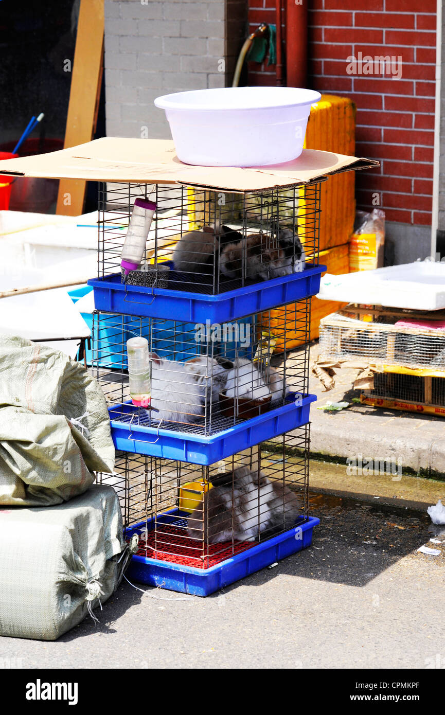 Animals for sale in the Shanghai street pet market. Stock Photo