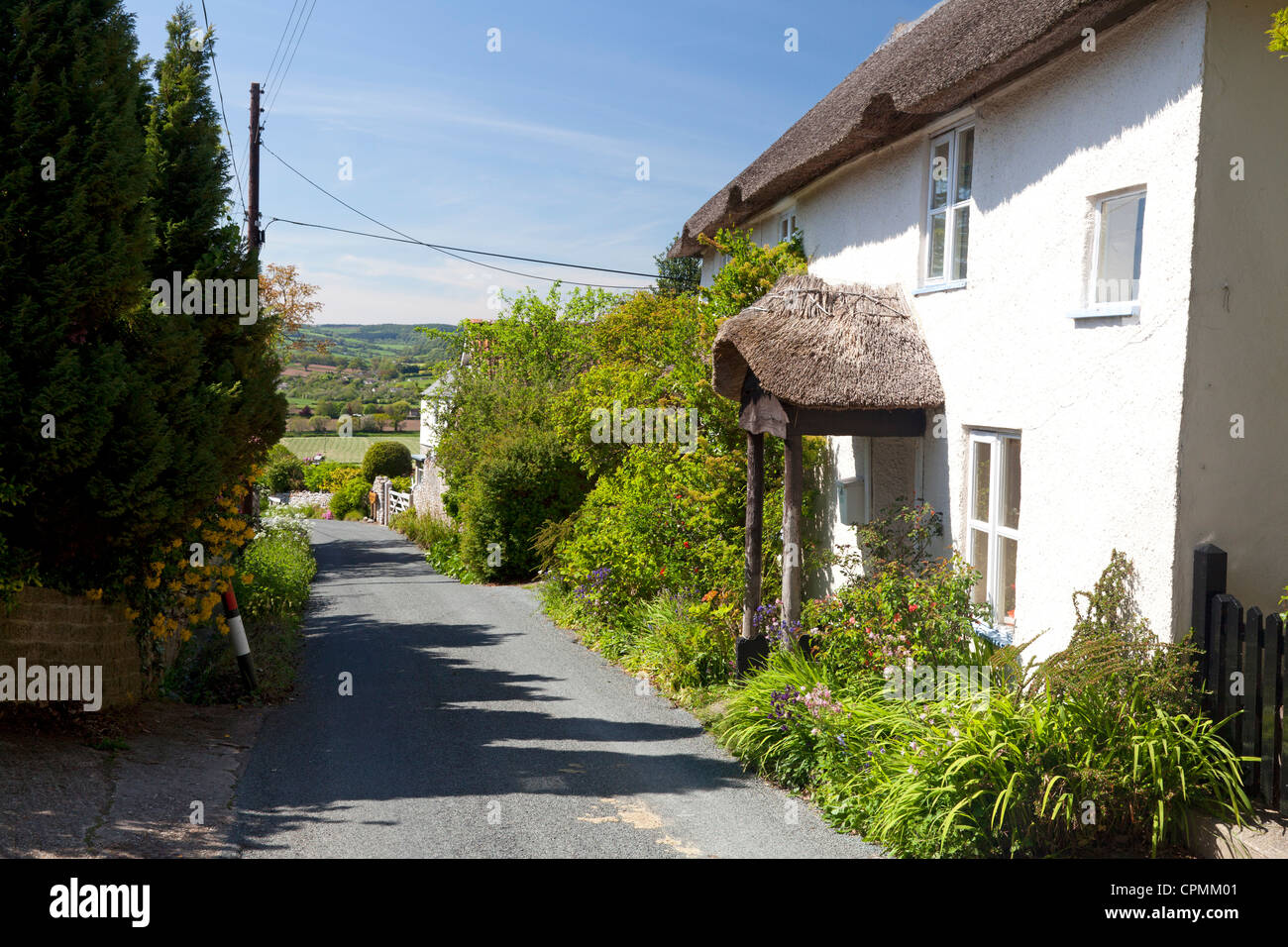Thatched cottage in Mounthill Lane, Musbury, Devon Stock Photo Alamy