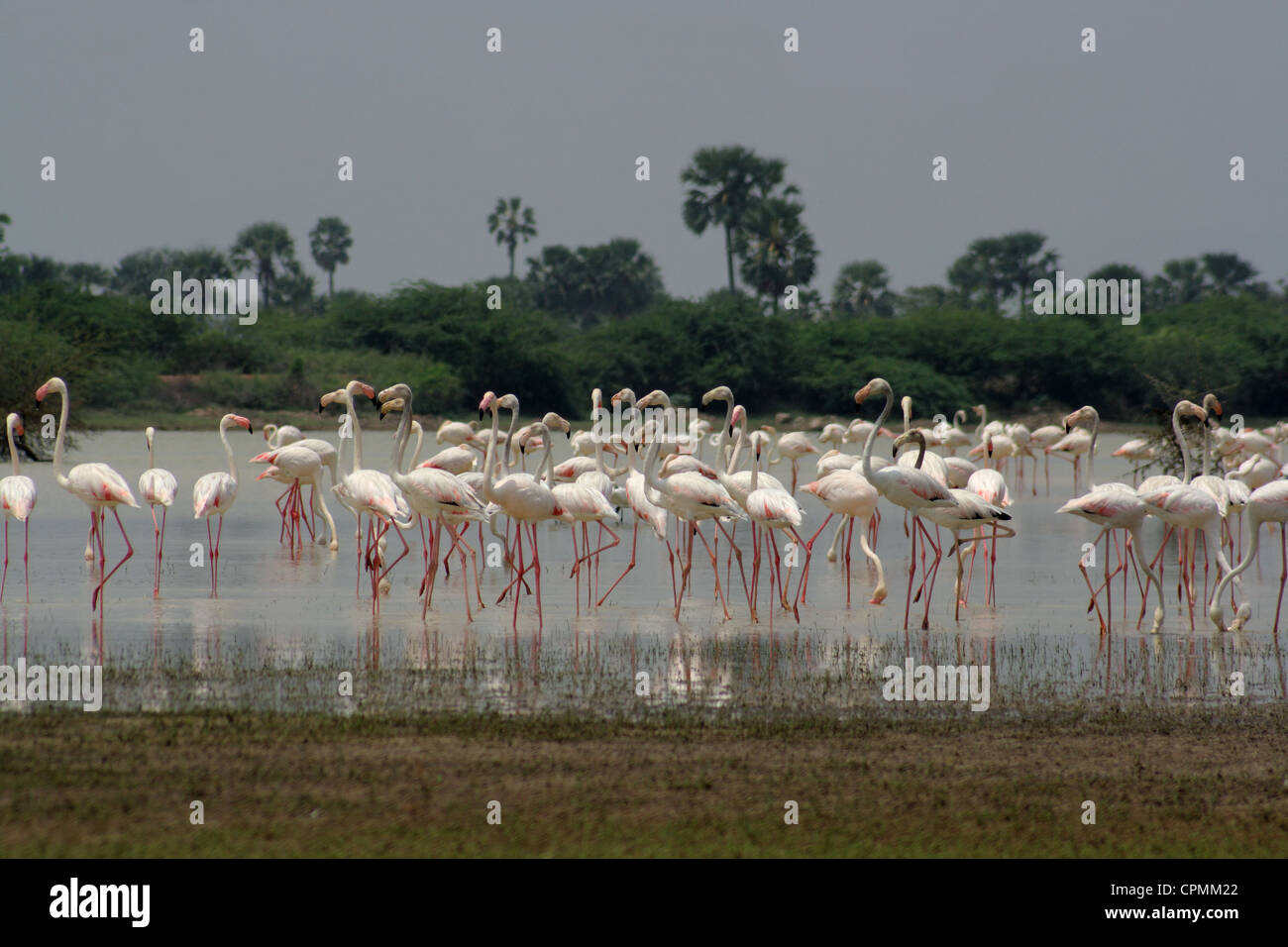 Flamingos in Koonthankulam Bird Sanctuary Stock Photo