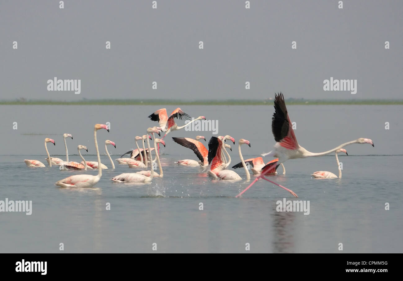 Flamingos in  Chilika Lake Stock Photo