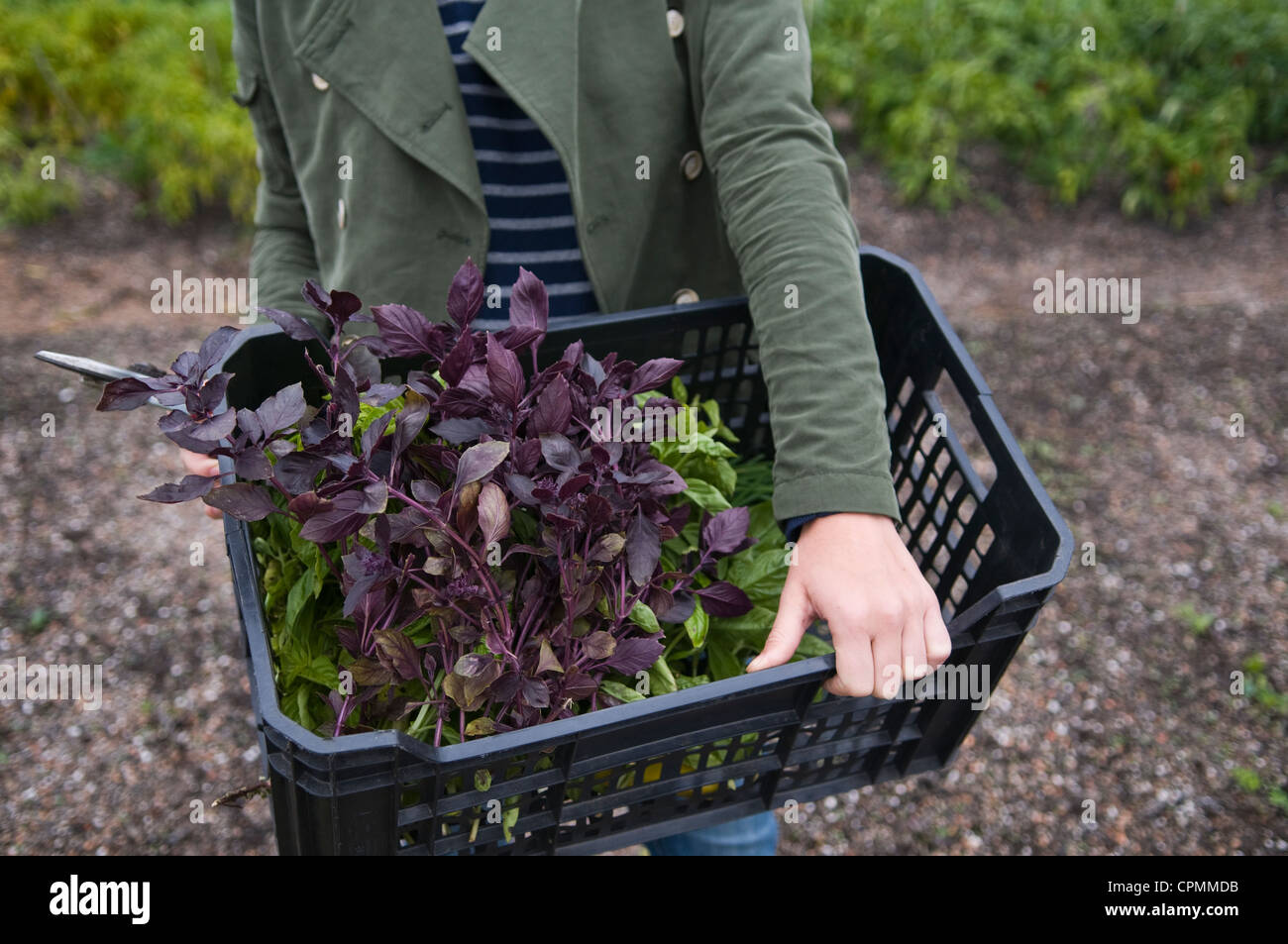 Urban rooftop farmer with crates of freshly harvest herbs Stock Photo