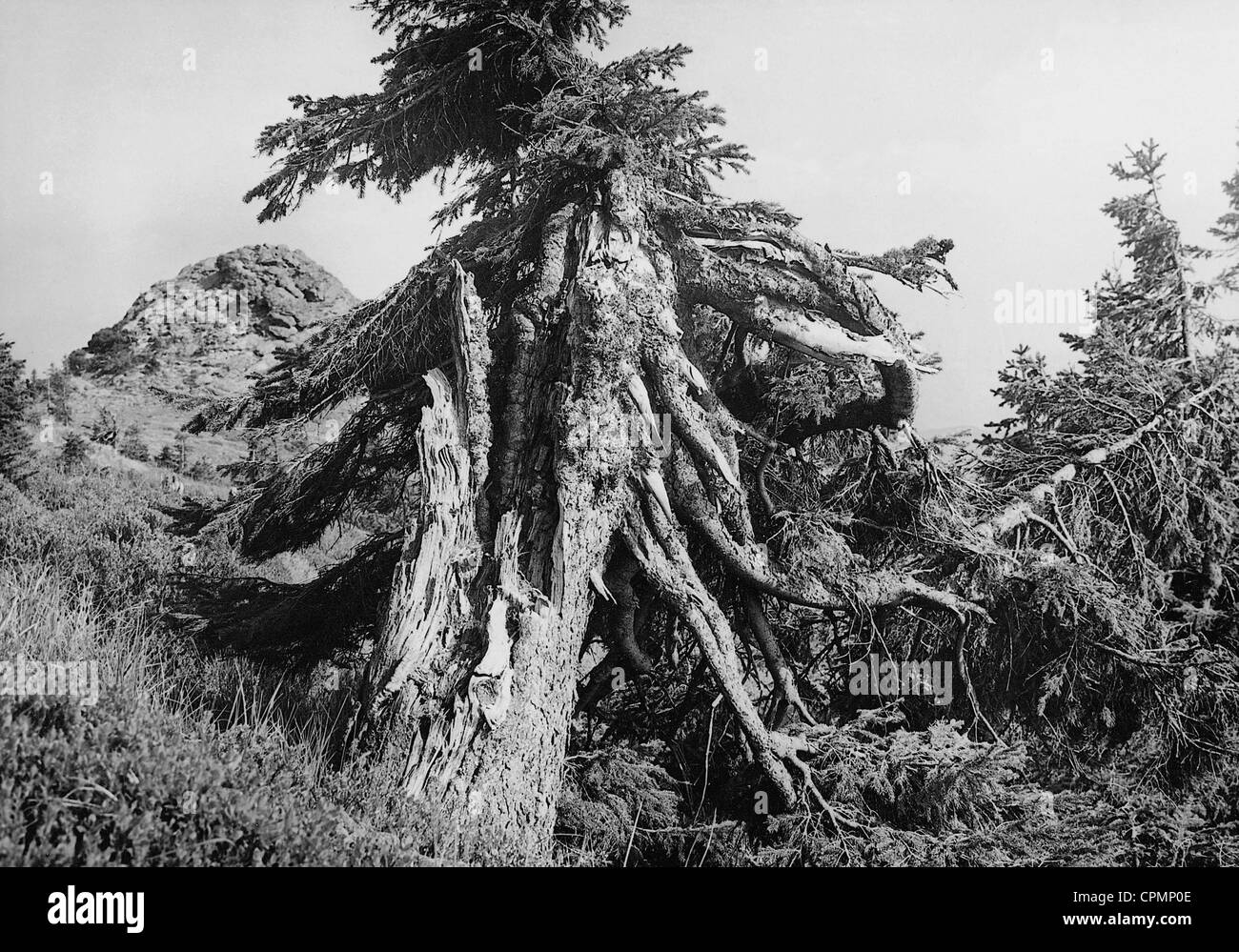 Overturned spruce in the Bohemian Forest, 1942 Stock Photo