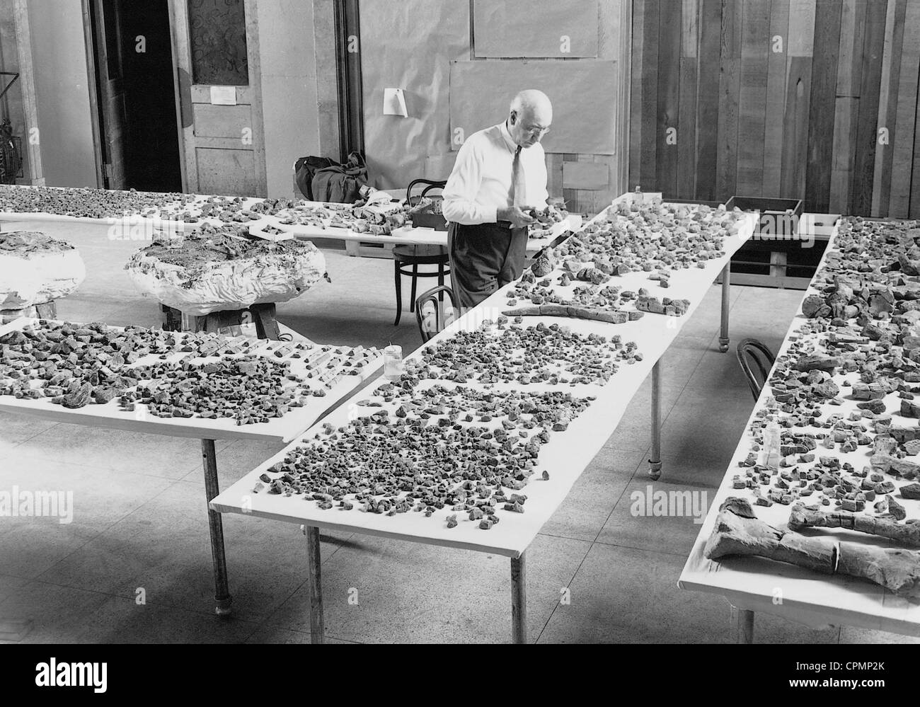 Barnum Brown with a fossils, 1933 Stock Photo