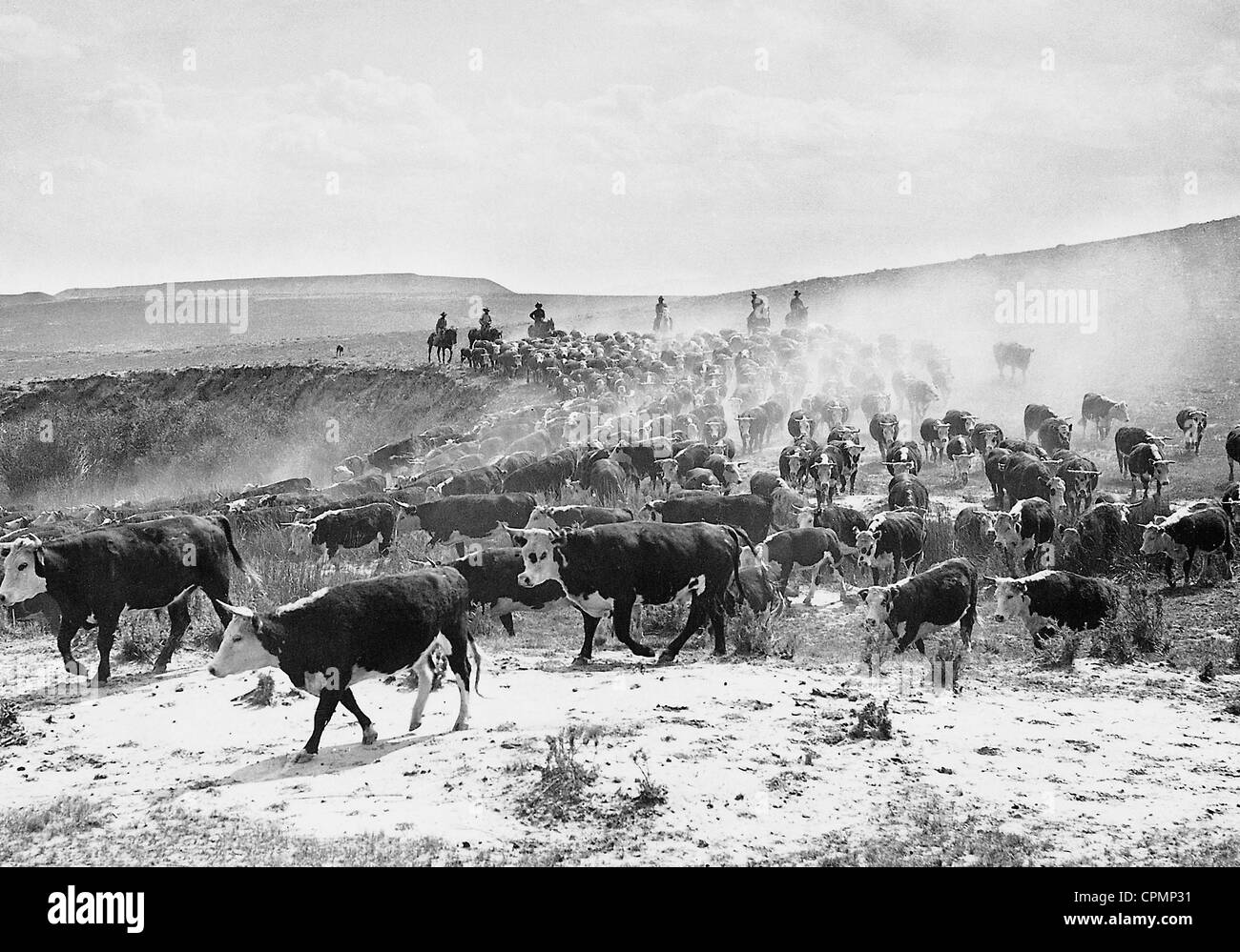 Cattle herd in the United States, 1928 Stock Photo