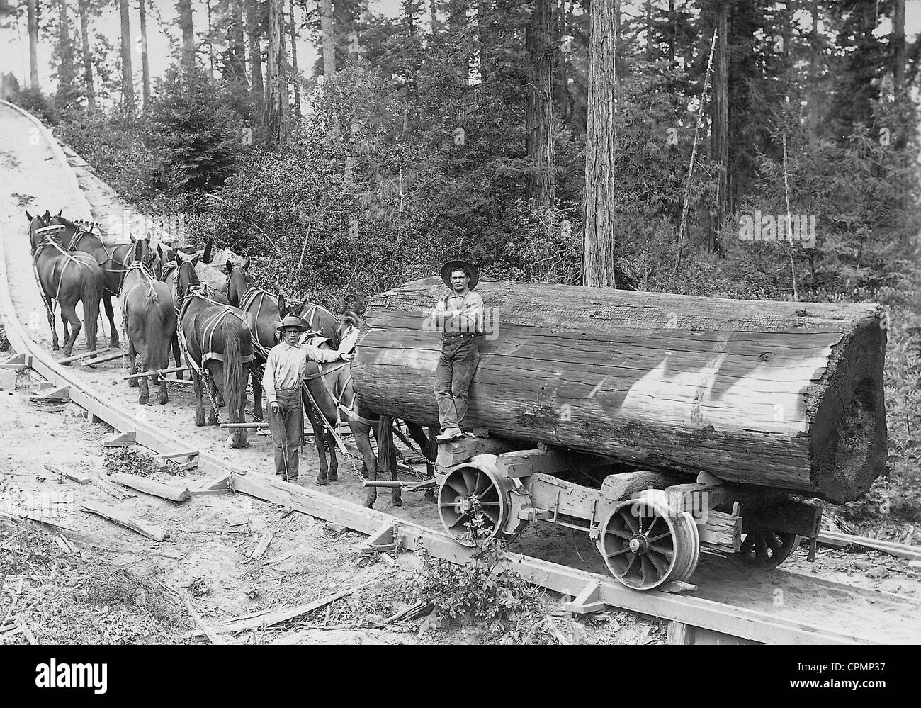 Forestry in the 19 Century in the U.S. Stock Photo