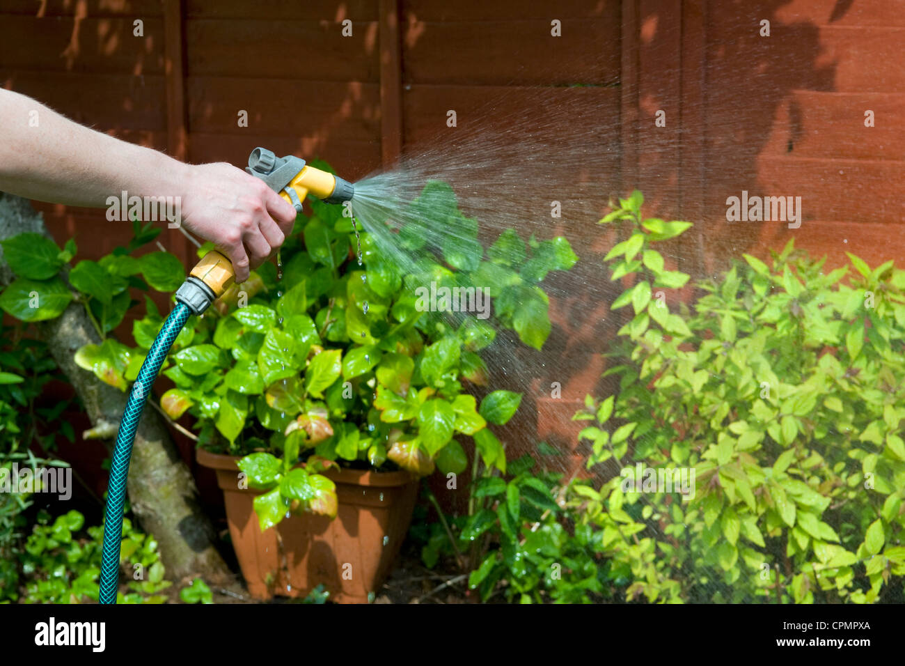 Causcasian womans hand watering gardening in full sun in garden in