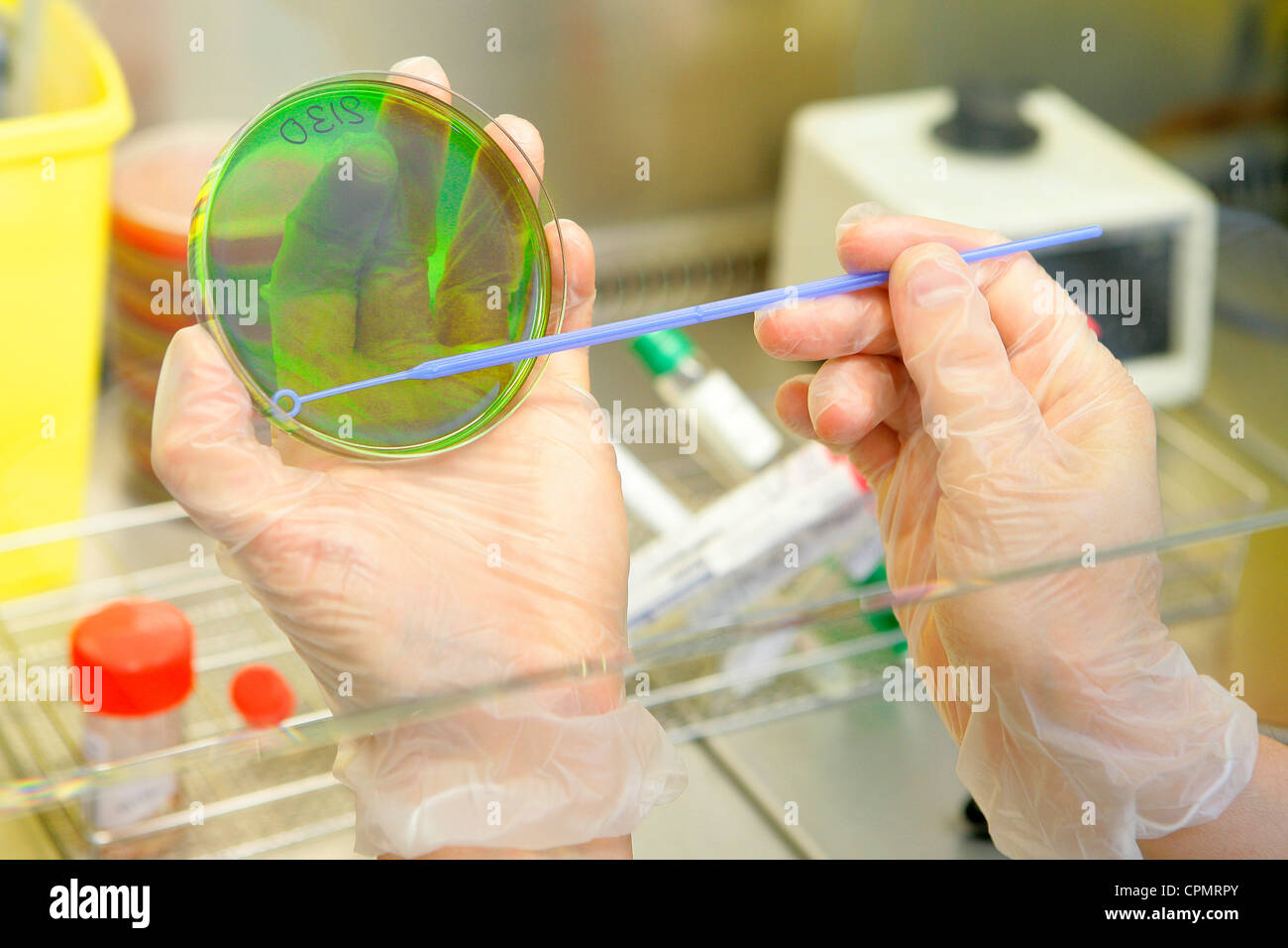 BACTERIOLOGY Stock Photo 48400883 Alamy