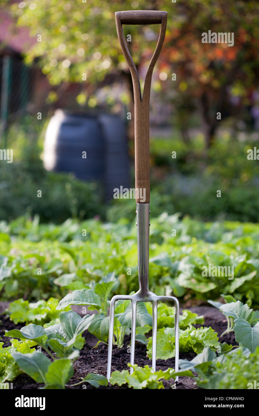 Stainless garden fork in vegetable garden. Stock Photo