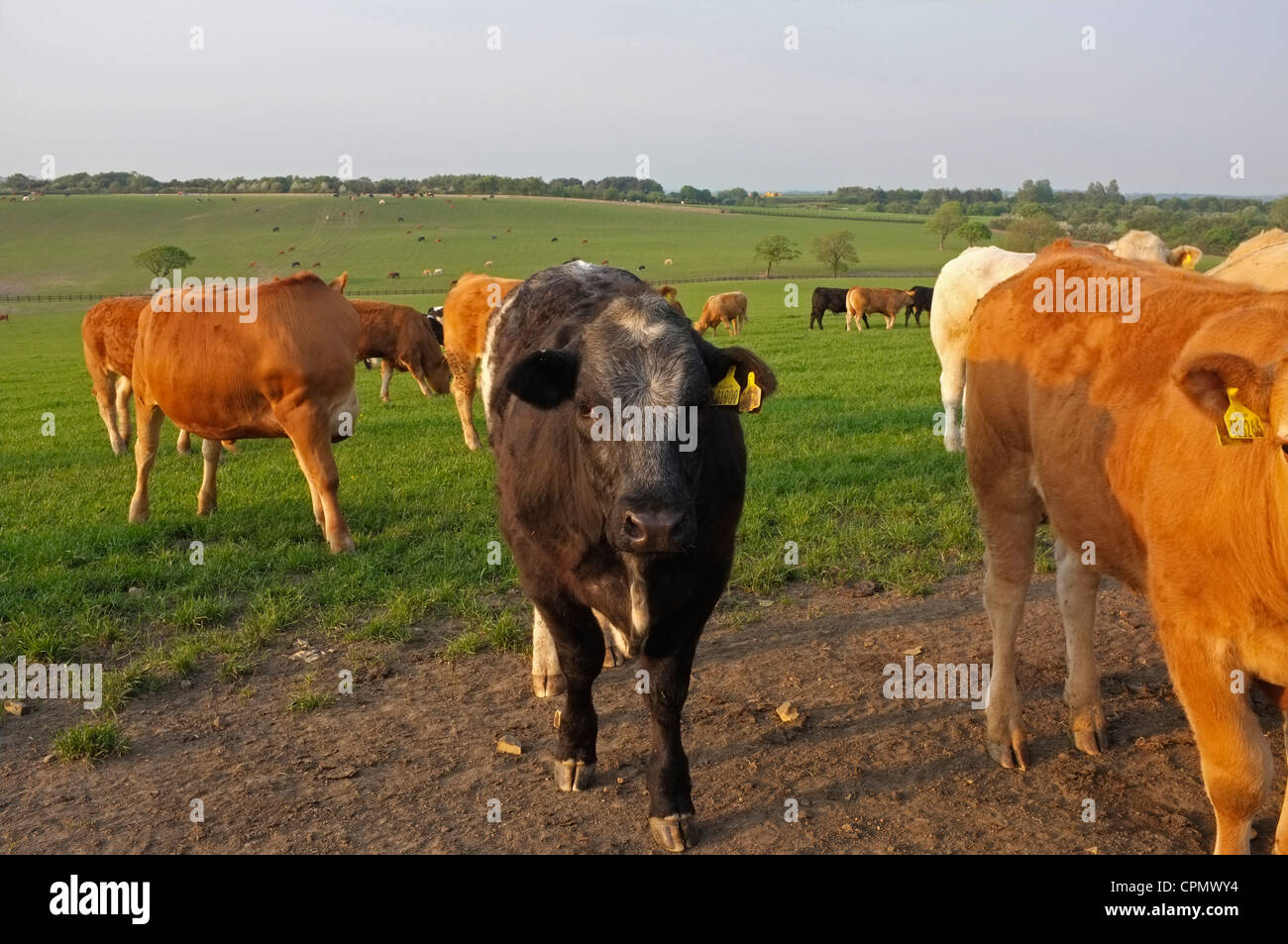 Black white jersey cow hi-res stock photography and images - Alamy