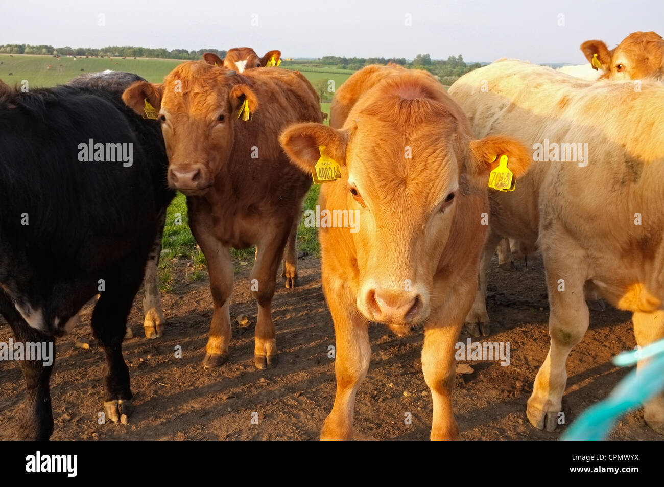 Jersey Cows in a field looking at the camera Stock Photo - Alamy