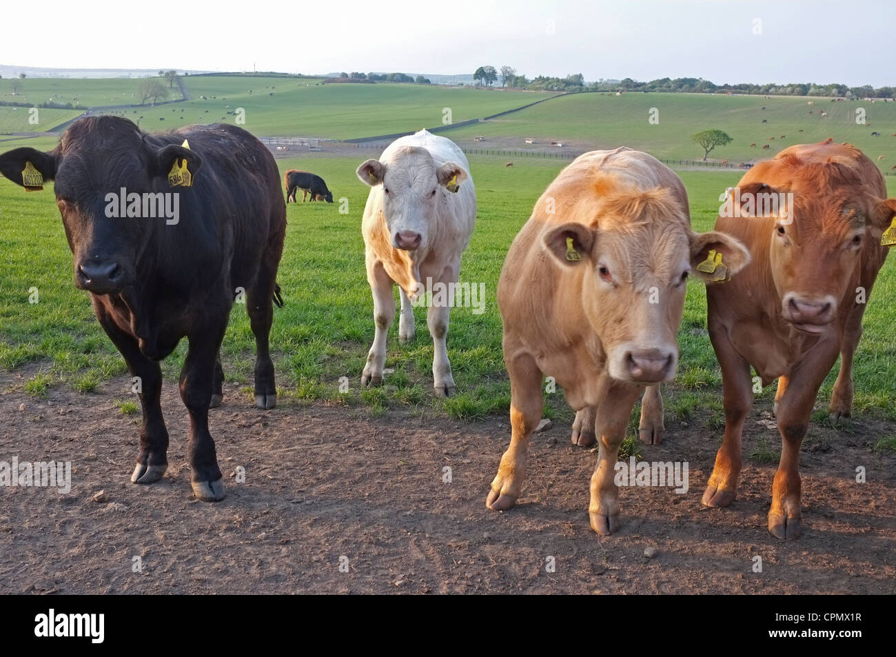 Black white jersey cow hi-res stock photography and images - Alamy