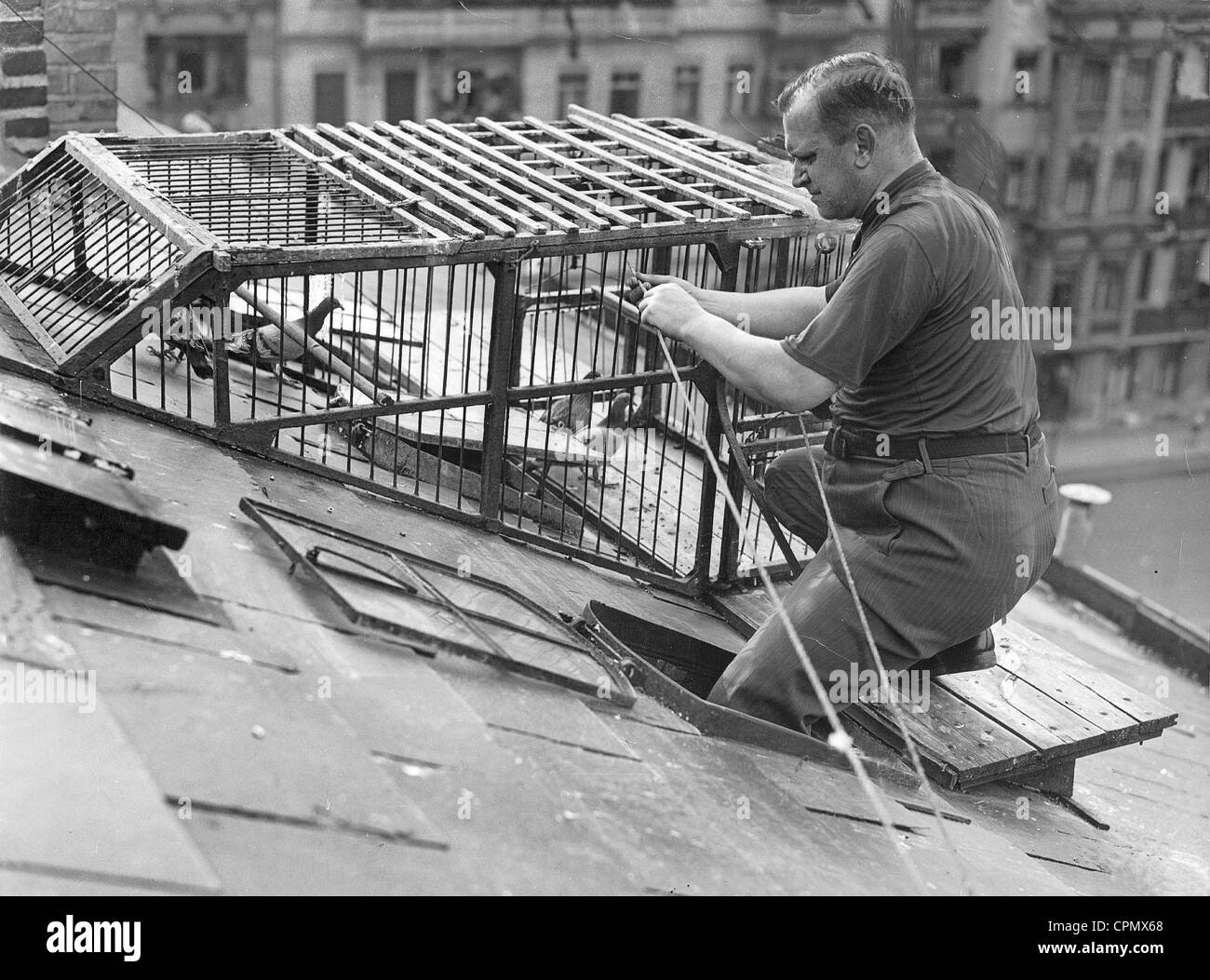 Carrier pigeon Black and White Stock Photos & Images - Alamy
