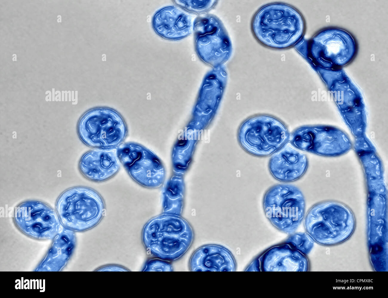 CANDIDA ALBICANS Stock Photo - Alamy