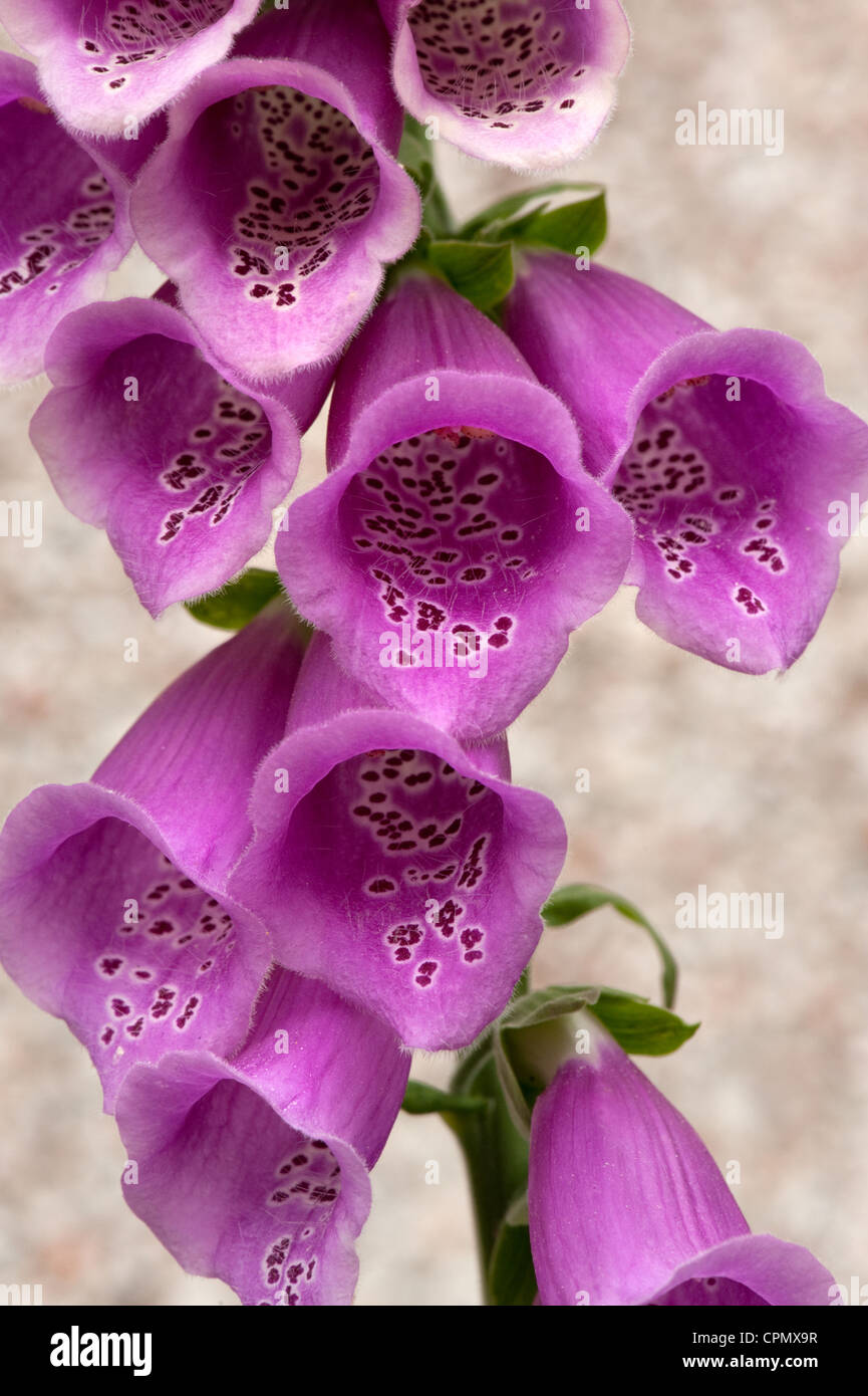 A wild Foxglove plant in full bloom, growing on the outskirts of Plymouth, UK. Stock Photo