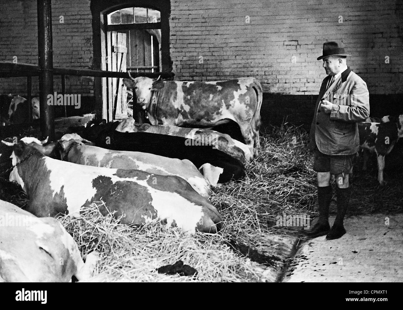 Konstantin von Neurath in a cow shed, 1934 Stock Photo