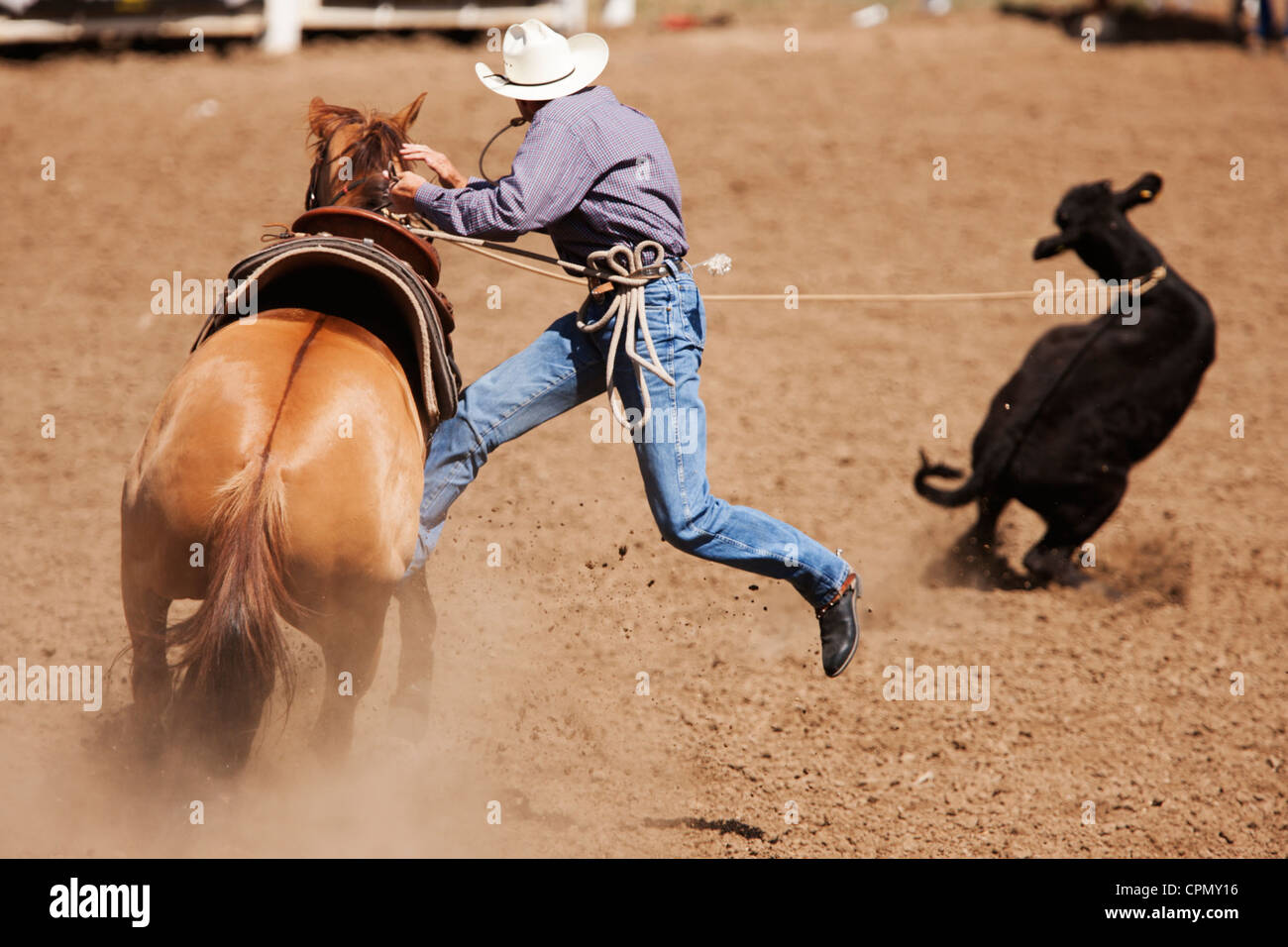 A competitor in the tie down roping competition lassos a calf at the 90th annual Black Hills Roundup rodeo in Belle Fourche, SD. Stock Photo