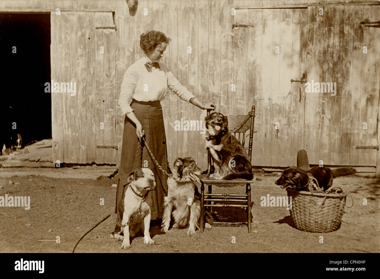 Middle Aged Rural Woman Managing Four Dogs at Barn Stock Photo