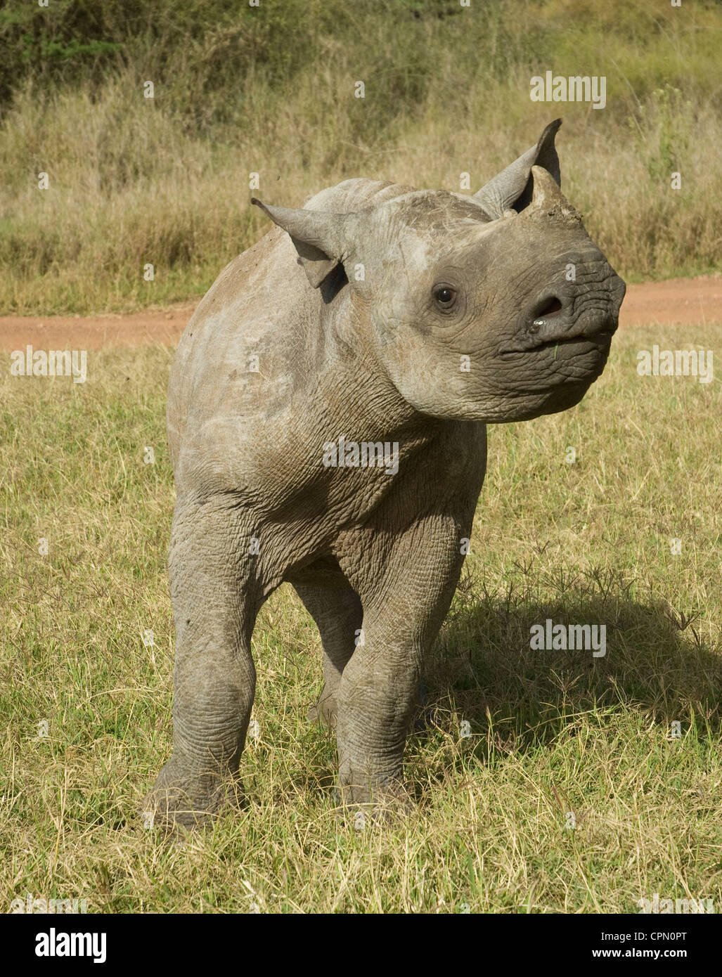 Baby black rhino taken from blind mother ('Lola' ) Stock Photo