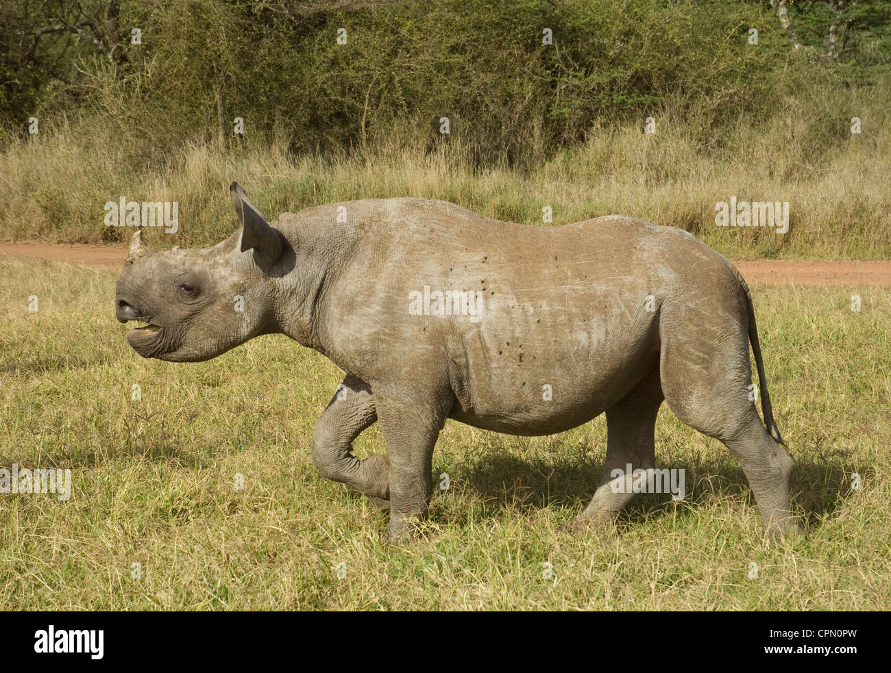 Baby black rhino taken from blind mother ('Lola' ) Stock Photo