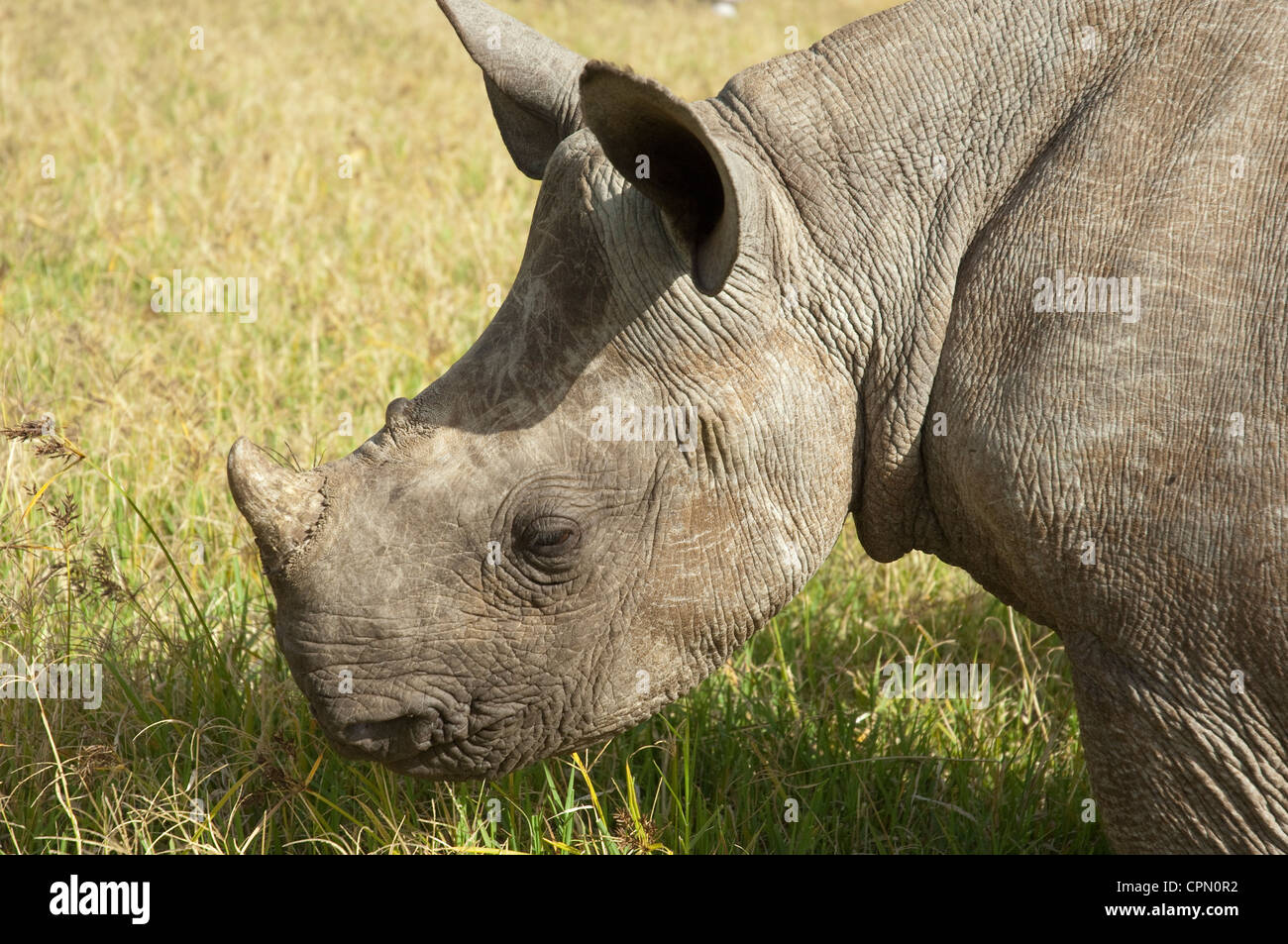 Baby black rhino taken from blind mother ('Lola' )-head shot Stock Photo